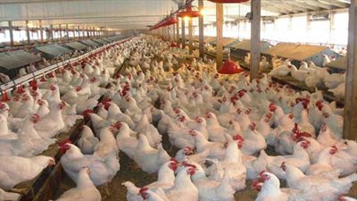 استقرار أسعار الدواجن وانخفاض الكتاكيت