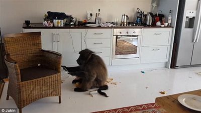 بالفيديو والصور.. قرود تهاجم منزل رجل وعائلته