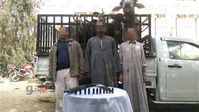 بالصور.. القبض على تشكيل عصابي تخصص في سرقة المواشي بالإسماعيلية