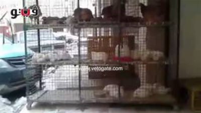 بالفيديو.. تراجع أسعار الدواجن والأبيض بـ32 جنيها في الجيزة