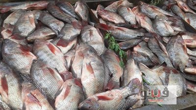 أسعار الأسماك اليوم 2019/1/23.. والبلطي يسجل 23.50 جنيه