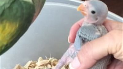 ببغاء تعبر عن حبها لأطفالها بلغة البشر (فيديو وصور)