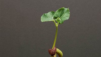 ماذا يحدث لحبة الفاصوليا بعد زراعتها (فيديو)