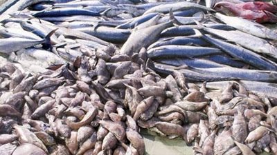 إحباط ترويج 218 طن أسماك فاسدة قبل «شم النسيم»