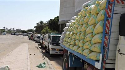 خبير تمويني: مخالفات بالجملة في عمليات توريد القمح