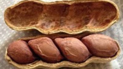 بالصور.. أغرب أشكال الفاكهة والخضروات