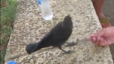 بالفيديو..غراب يطارد مجموعة سياح لم يفهموا طلبه