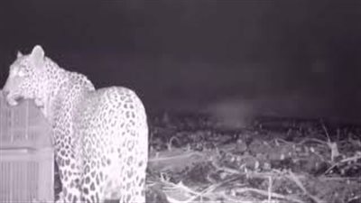 لقطات مؤثرة للحظة لم شمل 4 نمور صغيرة بأمهم (فيديو)