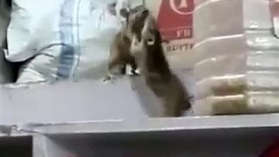 خناقة بين فأرين تتحول إلى «ماتش مصارعة» (فيديو وصور)