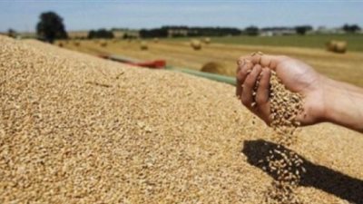 58214 طن قمح في مخازن القطاع الخاص بدمياط