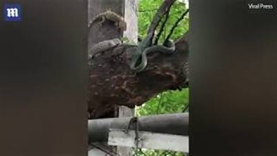 بالفيديو والصور.. سحليتان ينقذان صديقهما من بطن ثعبان