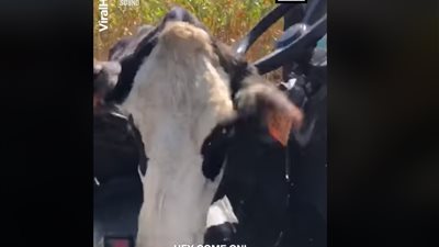 بقرة تهاجم رجلا حاول لمس صغارها (فيديو وصور)