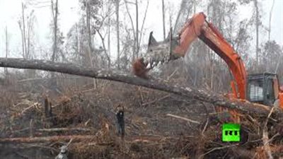 قرد يدافع عن منزله يصارع حفارا يقتلع الأشجار (فيديو)