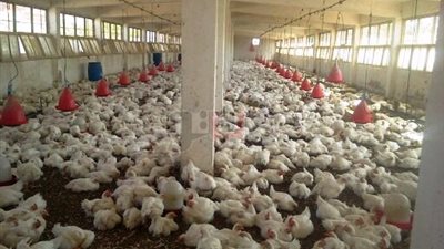 «زراعة جنوب سيناء»: 22 جنيها سعر كيلو الدجاج بالمزارع