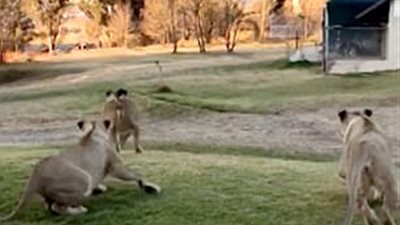 بالفيديو والصور.. «أشبال» تطارد طائرة بدون طيار أزعجتها