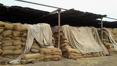 ضبط 15 ألف طن قمح معرضة للتلف بشونة بالبحيرة