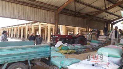 «طه»: توريد 35 ألف طن قمح بشون دمياط