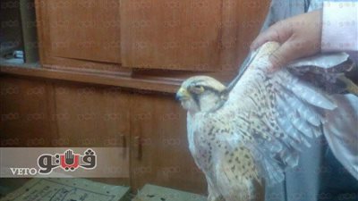 إطلاق 19 صقرًا إلى بيئتها الطبيعية بمحمية الدبابية