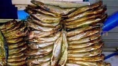 بالصور.. ضبط نصف طن رنجة فاسدة في الغربية