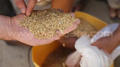 حملة مكبرة على صوامع تخزين الغلال بالمنوفية