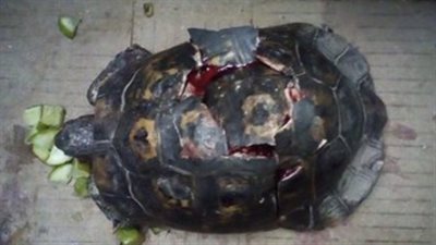 سلحفاة انكسرت صدفتها تثير تعاطف نشطاء مواقع التواصل