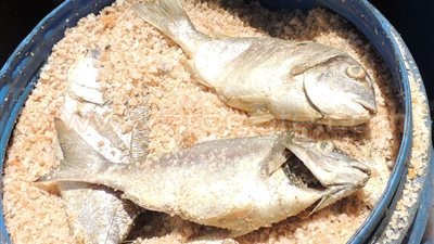 بالصور.. مصادرة 650 كيلو «فسيخ» فاسد ببورسعيد