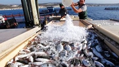 طلب مناقشة عامة حول تراجع إنتاج الثروة السمكية بالبحر الأحمر