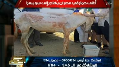 بالفيديو.. الغيطي يكشف تفاصيل سفر «حمار» للعيش في سويسرا