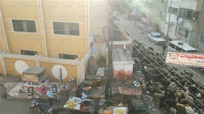 بالصور.. القمامة والحيوانات الضالة تحاصر مدرسة العمري بسوهاج