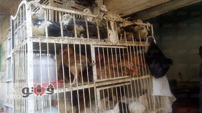 بالصور.. الدواجن البلدي يسجل 40 جنيها للكيلو