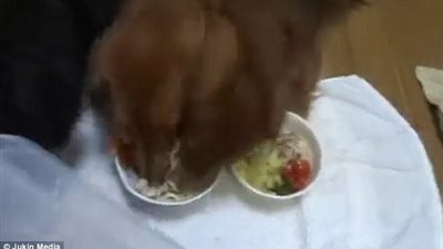 بالفيديو والصور.. هجوم شرس لـ«كلاب» على وجبة غداء