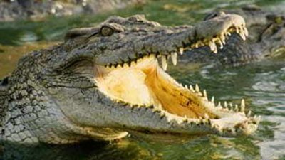 «البيئة» تسلم تمساح كفرالشيخ لمتحف الأحياء المائية ببلطيم