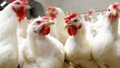 30 جنيها سعر كيلو الدواجن بالأسواق و15% انخفاضا متوقعا بعد العيد