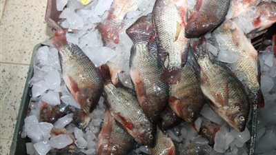 التموين: طرح كميات إضافية من الأسماك في المنافذ بنسبة 40%