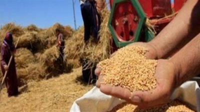 توريد 325 ألف طن قمح لشون وصوامع المنيا