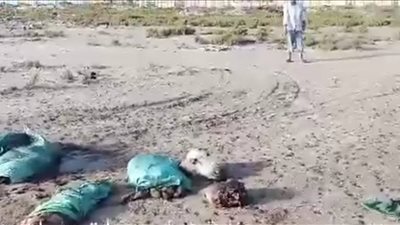 حقيقة العثور على بقايا حمير بشواطئ رأس البر في دمياط