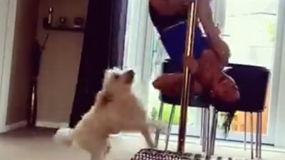 رد فعل صادم لكلب لحظة رقص صاحبته (فيديو)