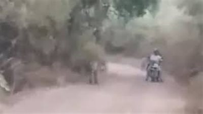 نهاية غير متوقعة لرجلين محاصرين بين نمرين (فيديو)