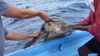 بالفيديو.. لحظة إنقاذ سلحفاة التف حبل على رقبتها