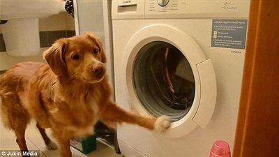 بالفيديو والصور.. أذكى الحيوانات تثير ضجة عبر مواقع التواصل