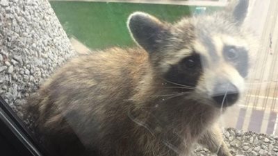 راكون يتسلق ناطحة سحاب يثير جنون الإنترنت (فيديو)