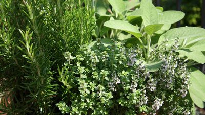 روتين الحكومة يهدد ثروة النباتات الطبية.. اتحاد المستثمرين يفشل في زراعة «أراضي الأقصر».. وبني سويف تنافس الدول الغربية.. البلاستيك أزمة النباتات العطرية.. ورفض صادرات البقدونس بسبب «ال