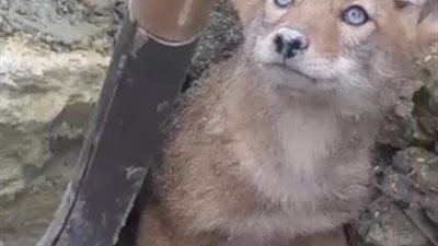 عامل ينقذ ذئبا بريا علق أسفل صخور (فيديو)