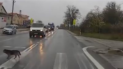 كلب يتبع قواعد المرور كالبشر (فيديو)