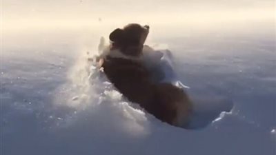 وهم بصري لإلقاء كلب من طائرة يثير ضجة عبر إنستجرام (فيديو وصور)