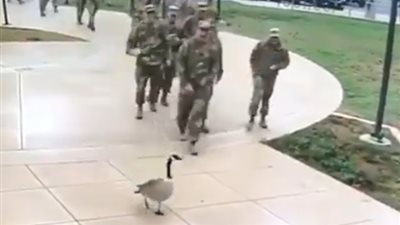 «وزة» تتغلب على جنود في الجيش الأمريكي (فيديو)