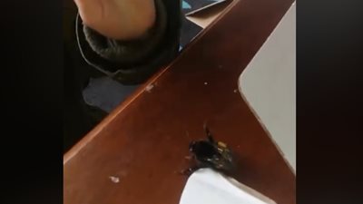 نحلة تحيي طفلة (فيديو)