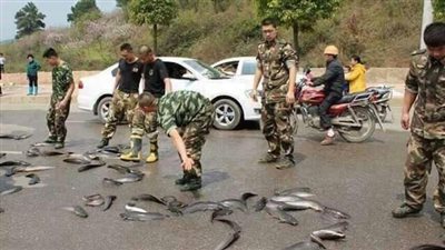 بالفيديو.. حقيقة إمطار السماء سمكا في تايلاند