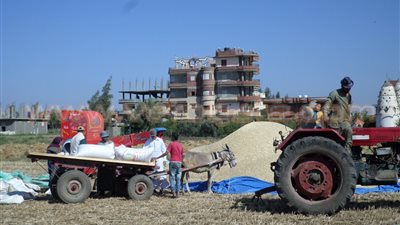بالفيديو.. غضب فلاحي الغربية بسبب «توريد القمح بالحيازة»