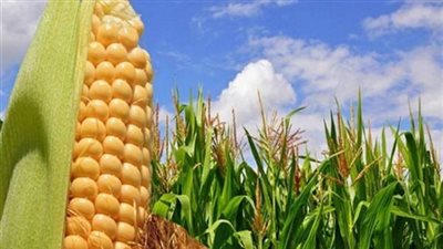 مصر تستورد ذرة بـ130 مليون دولار وسمسم بـ6 ملايين في يونيو